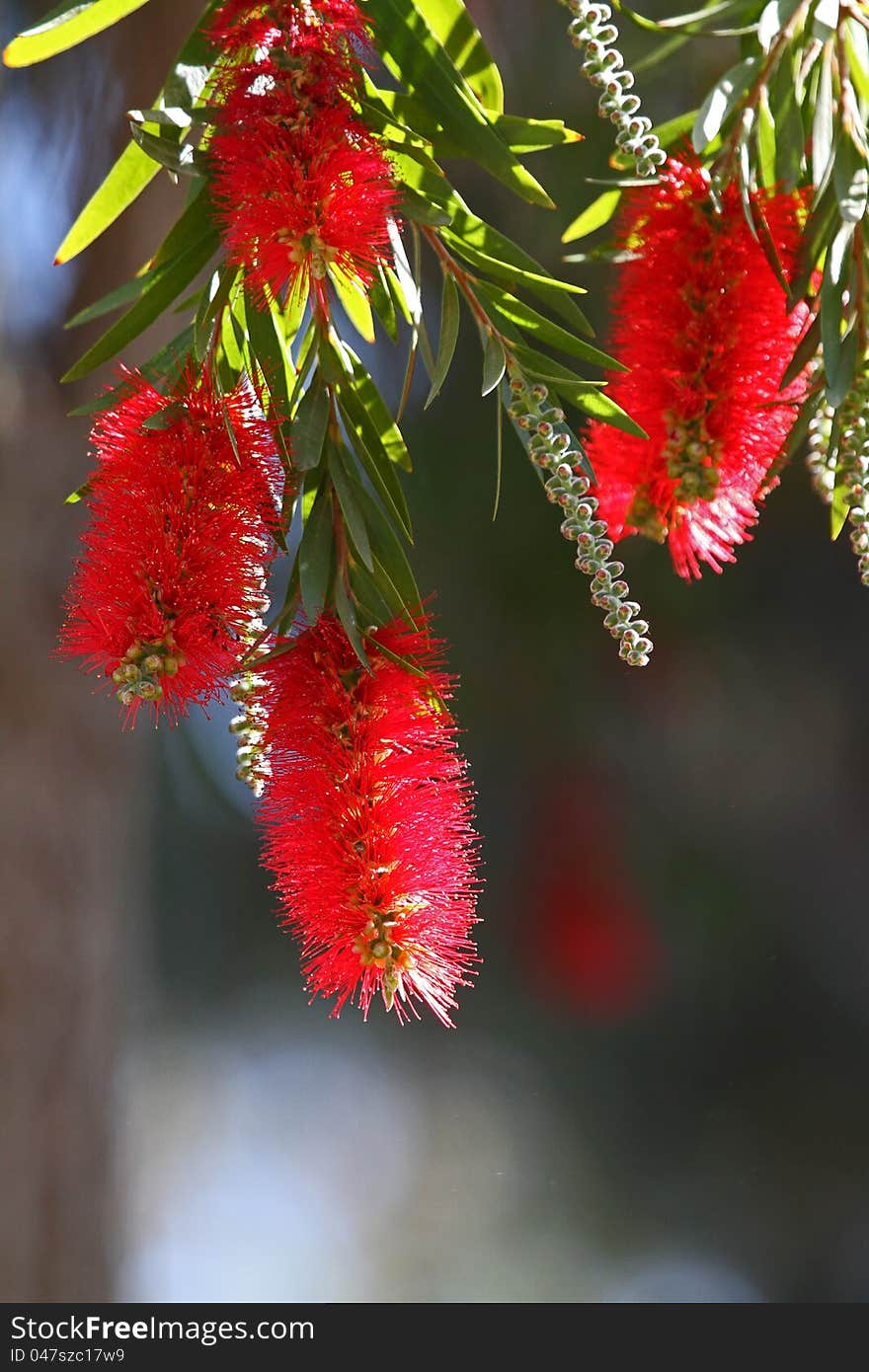 Bottle Brush Flower