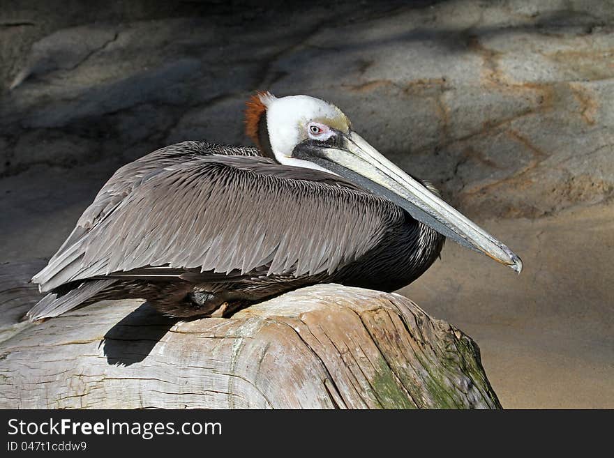 Endangered Brown Pelican Sitting On A Log In The Sunshine
