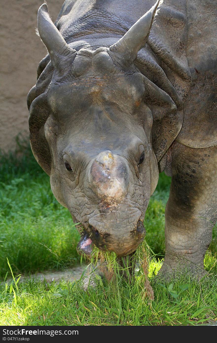 Close Up Portrait Of Asian Rhino Eating Grass. Close Up Portrait Of Asian Rhino Eating Grass