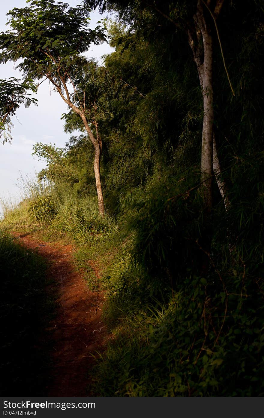 Forest trees with low angle view