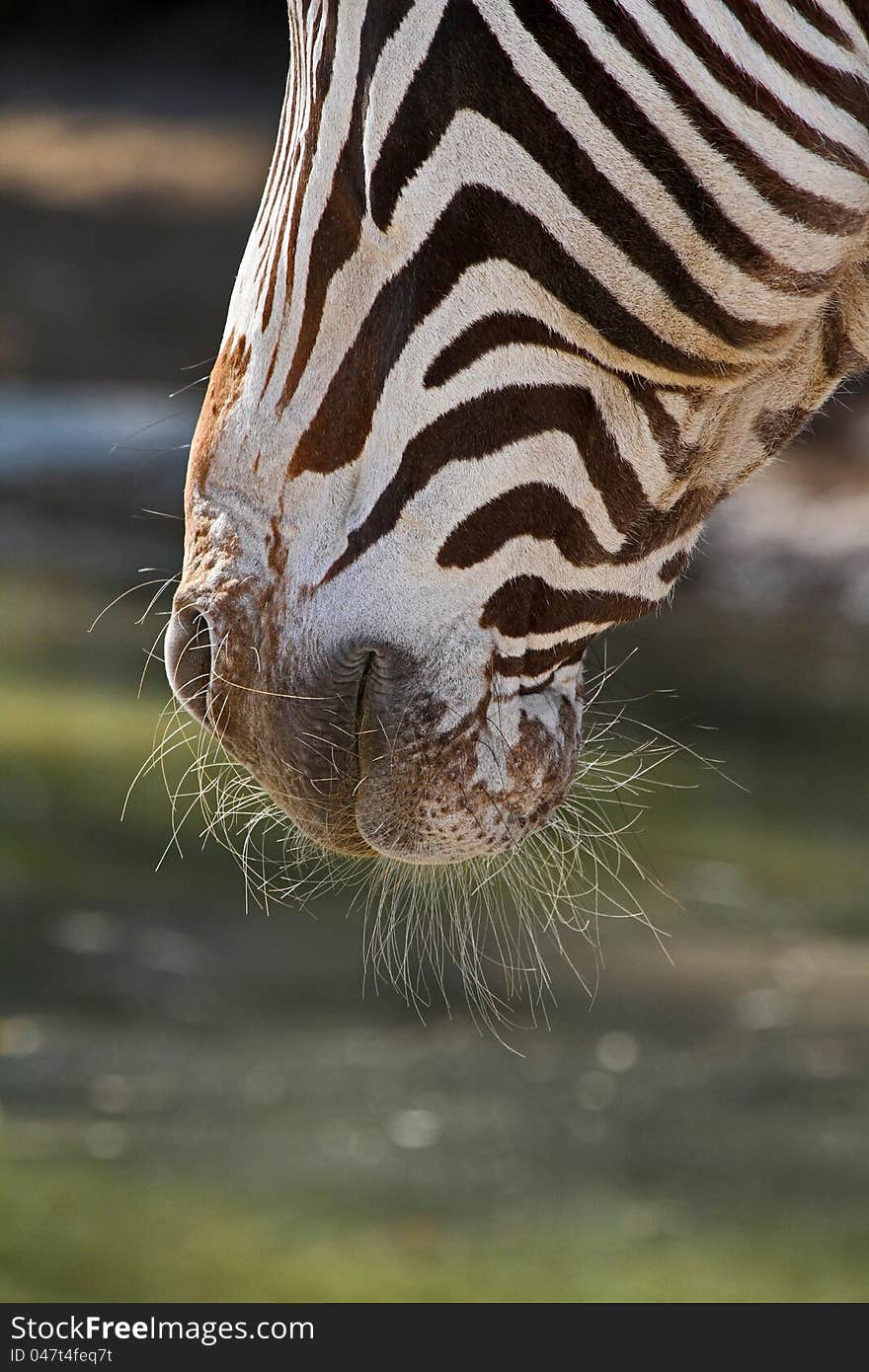 Close Up Detail Of Zebra Whiskers