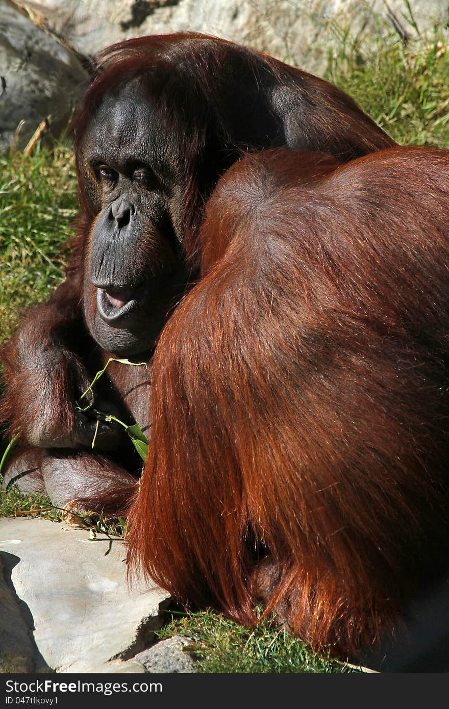 Mature Male Orang Being Groomed By Younger Female. Mature Male Orang Being Groomed By Younger Female