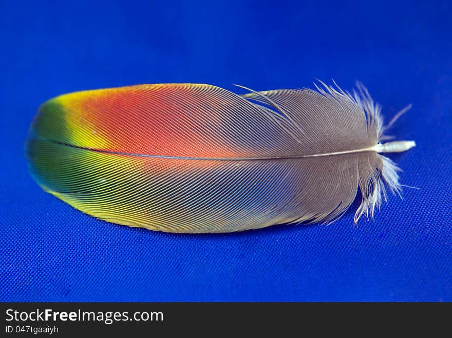 Close up of a feather from a Macaw. Close up of a feather from a Macaw