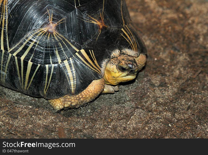 Tortoise With Stripes On Shell Sitting In Sand. Tortoise With Stripes On Shell Sitting In Sand