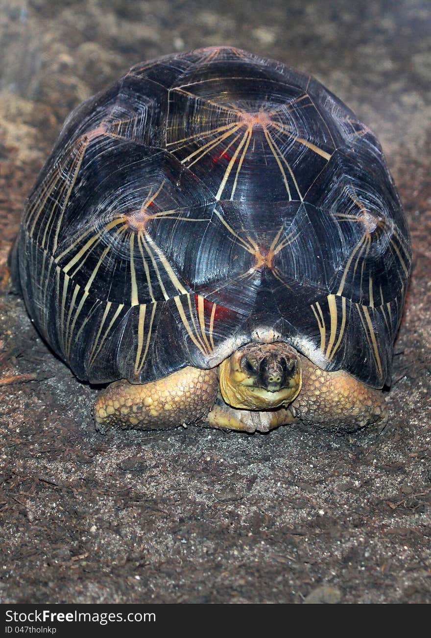 Burmese Star Tortoise