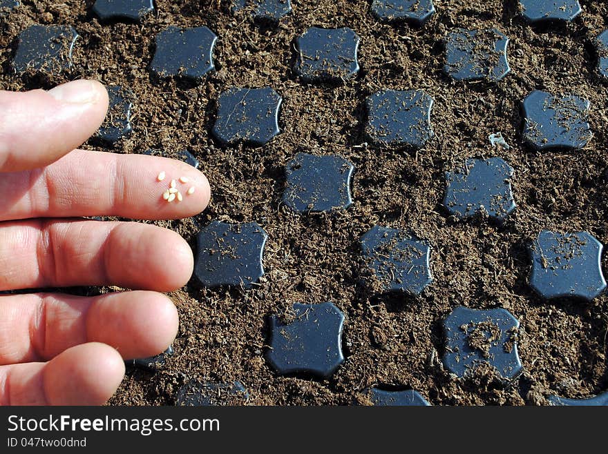 Man Fingers With Seeds