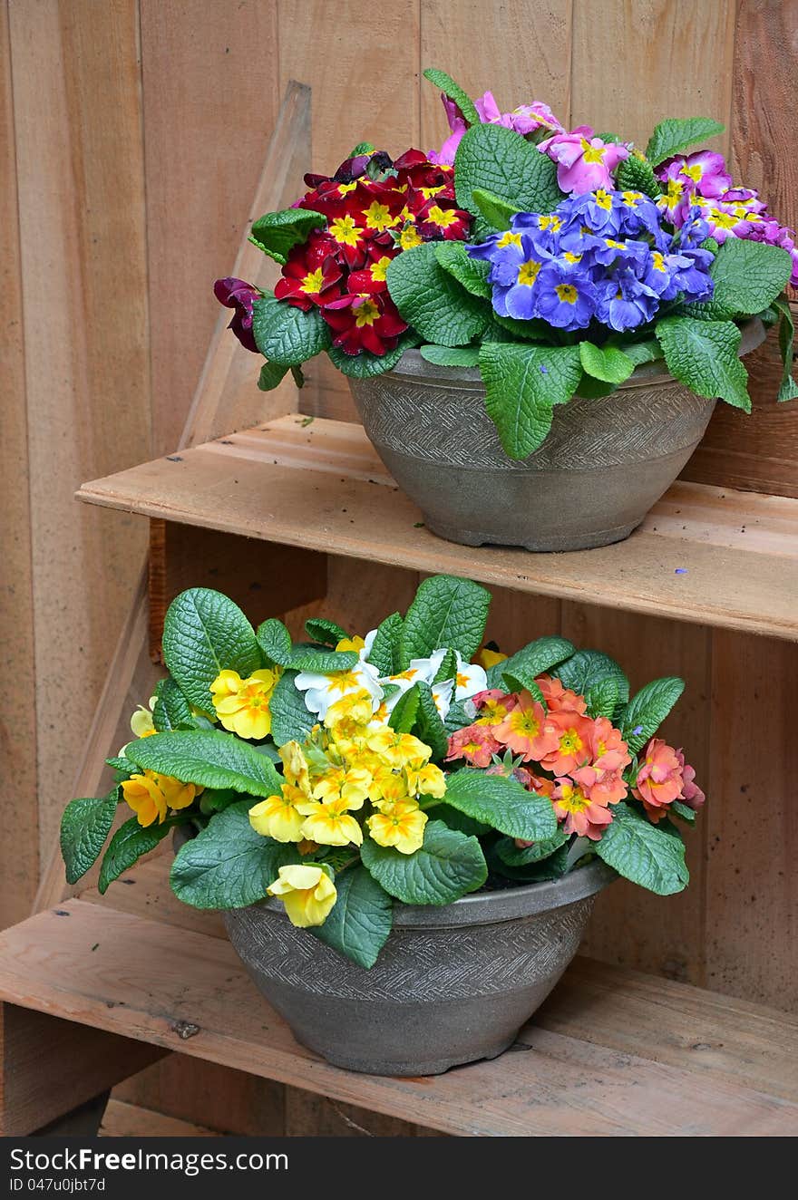 Colorful primroses