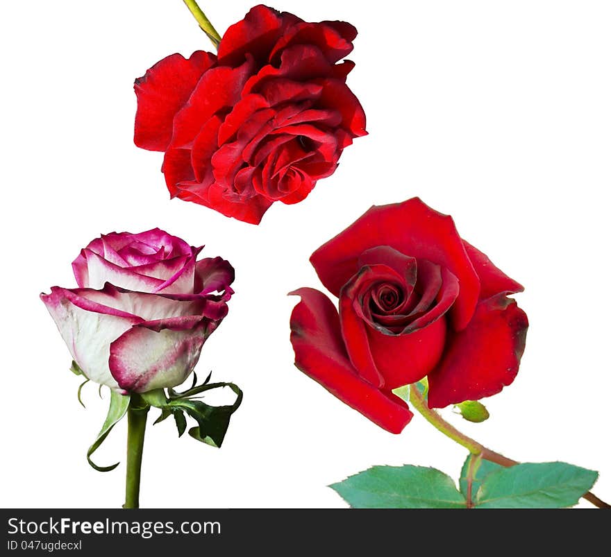 Pair of red roses and pink one, isolated on white