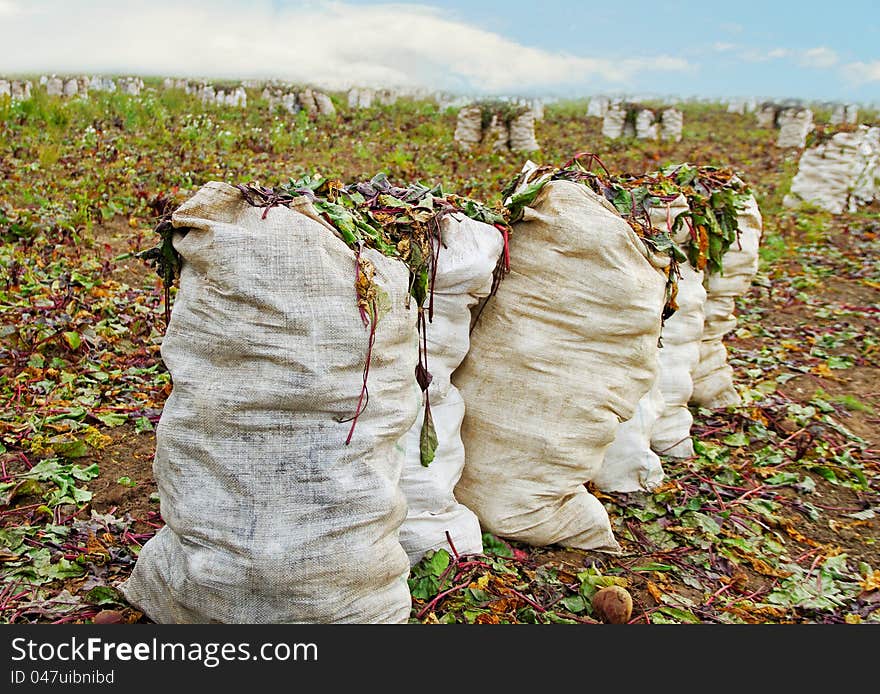 Crop Of Beetroots.