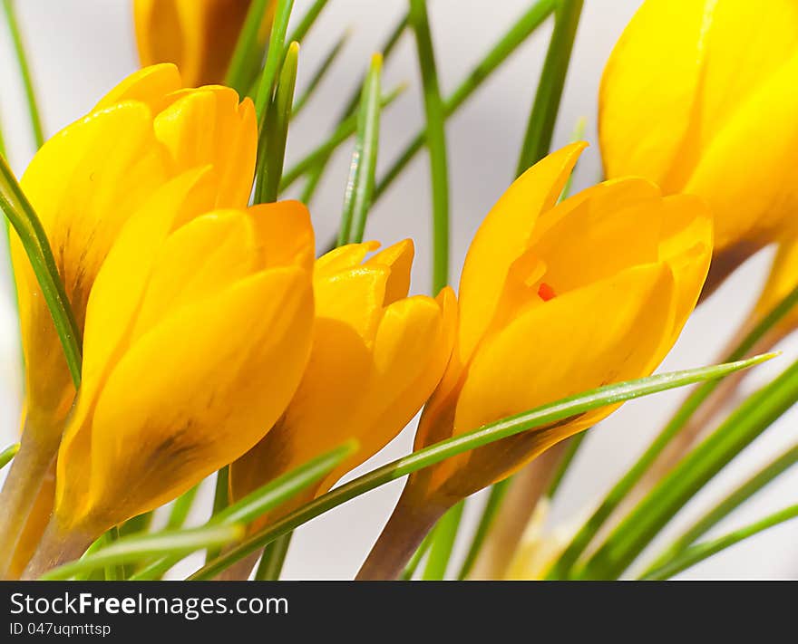 Spring flowers are typical of a small crocus flowers. Spring flowers are typical of a small crocus flowers