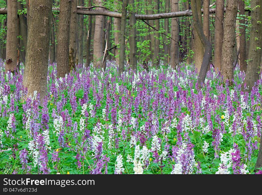 The first spring flowers in wood