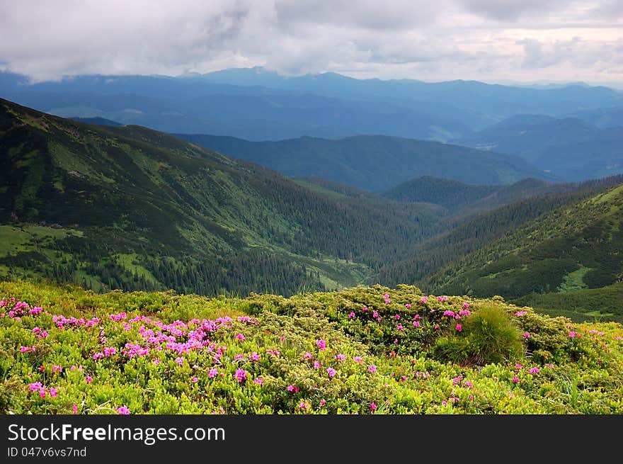 Spring landscape with the cloudy sky and Flower