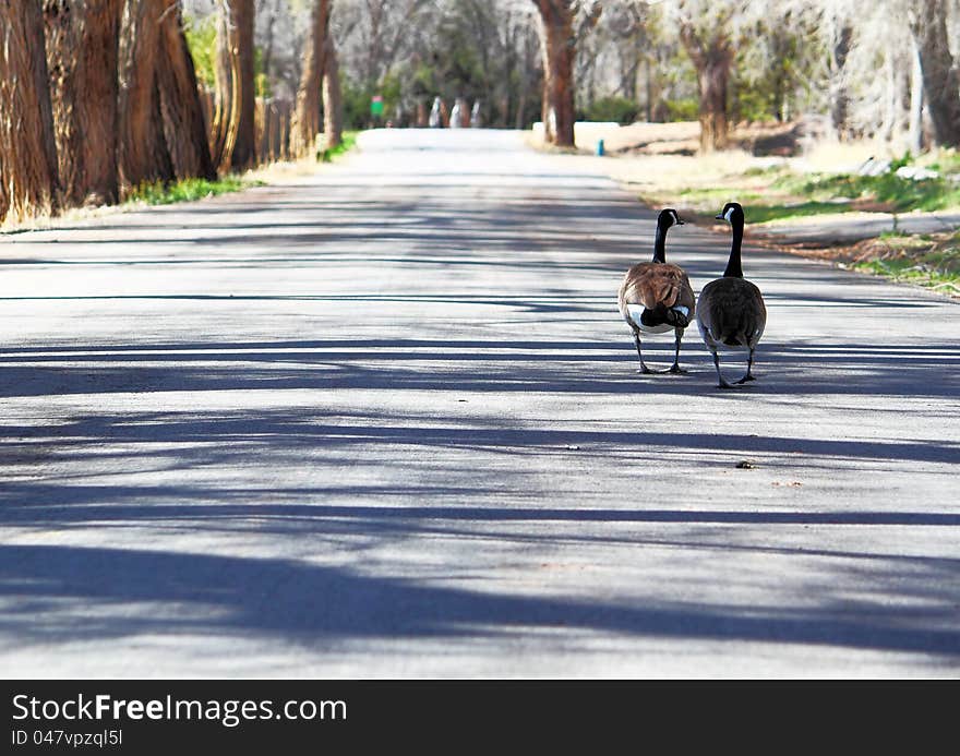 Two canadian geese walking down the street the talking as if they are good friends on a Sunday morning walk. Two canadian geese walking down the street the talking as if they are good friends on a Sunday morning walk.