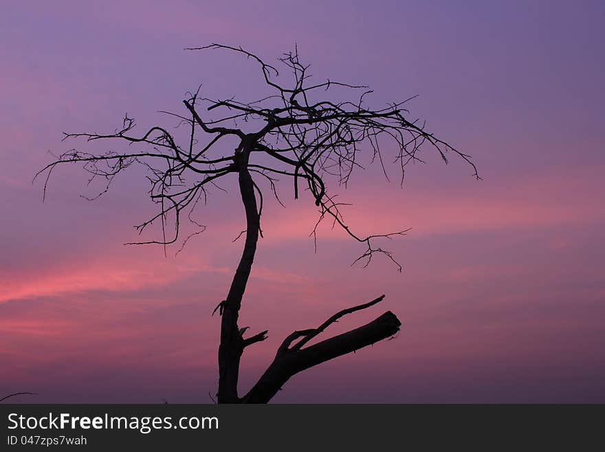 Dead trees Dried.