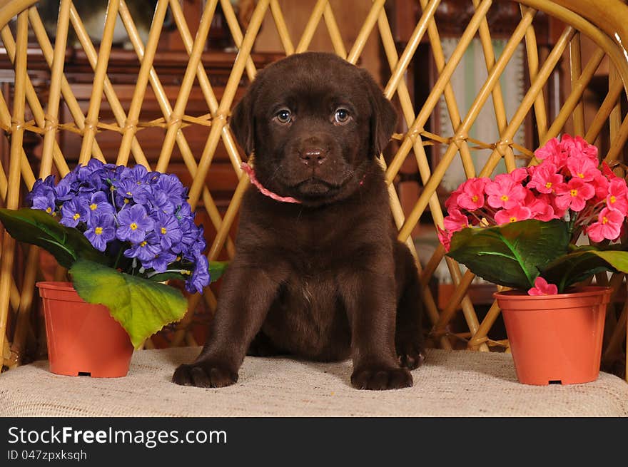 Labrador Puppy On The Chair