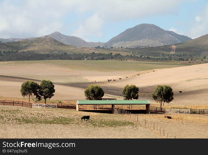 Dry farm landscape with mountains and cattle