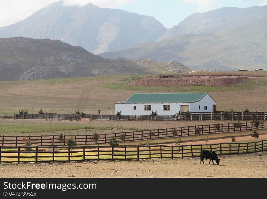 House on a dry farm landscape with mountains and cattle. House on a dry farm landscape with mountains and cattle