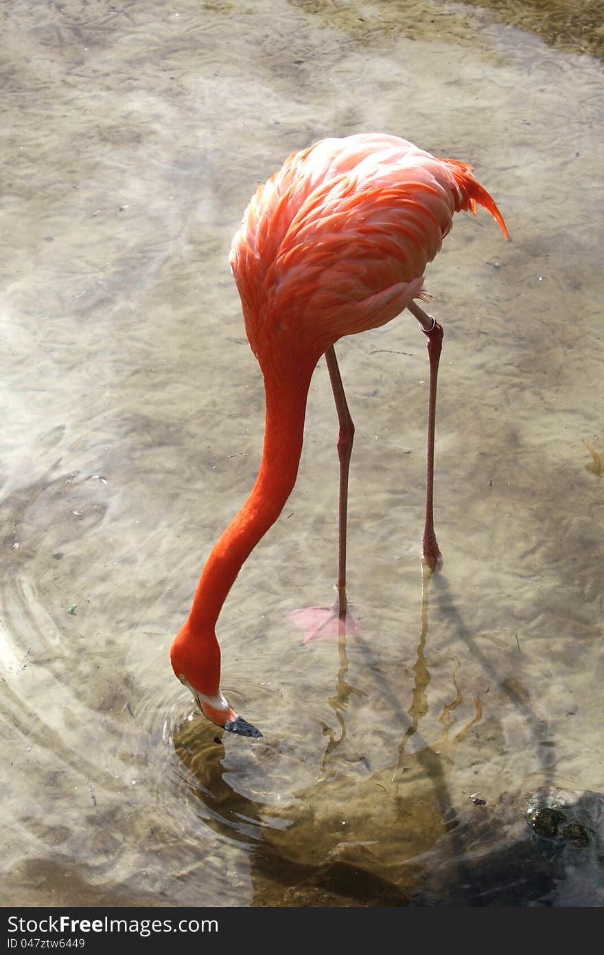 Drinking Flamingo