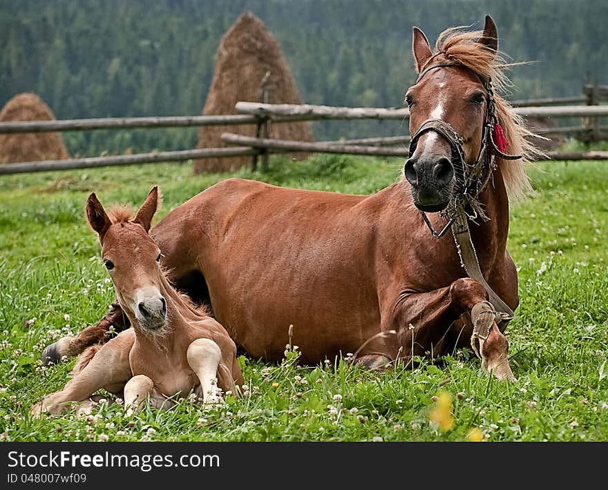 Mother and her pet in the field. Mother and her pet in the field