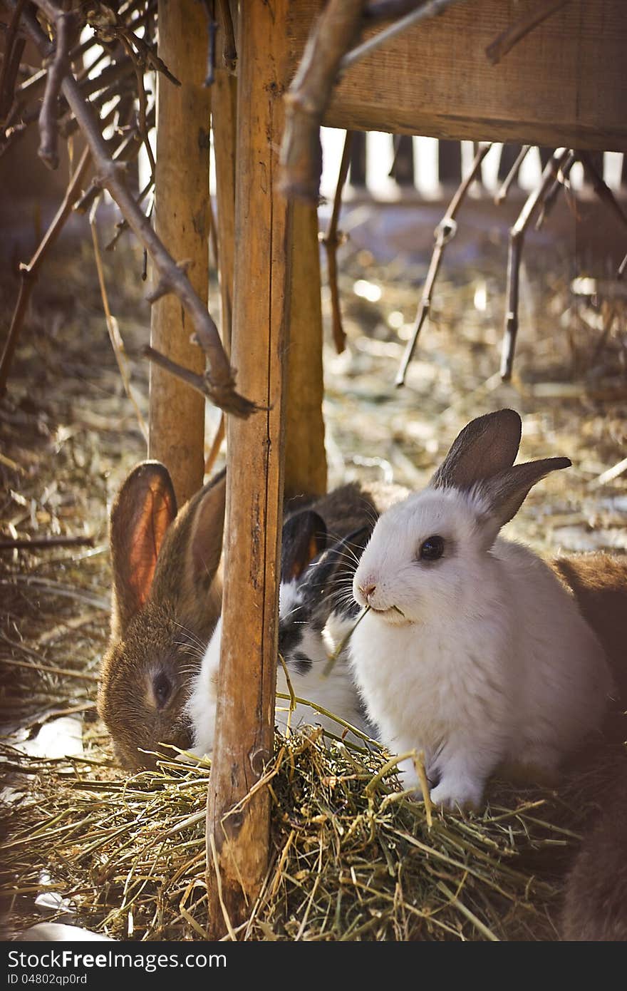 Domestic rabbits on hay