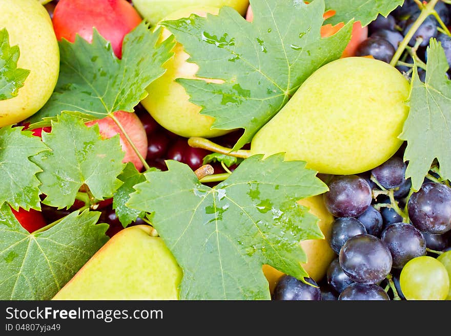 After rain, the fruit seems fresher. After rain, the fruit seems fresher