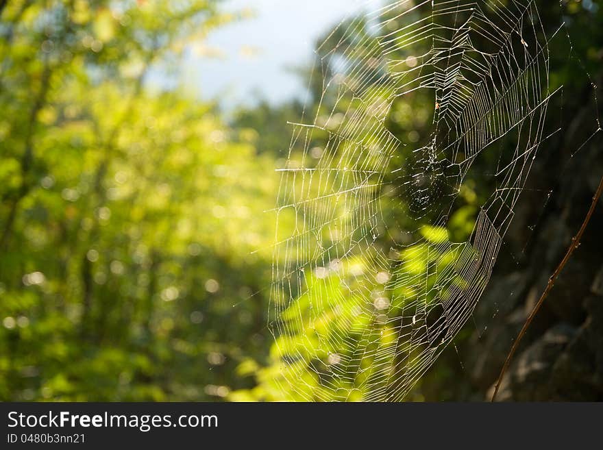 Spiderweb in the forest on blurred background. Spiderweb in the forest on blurred background