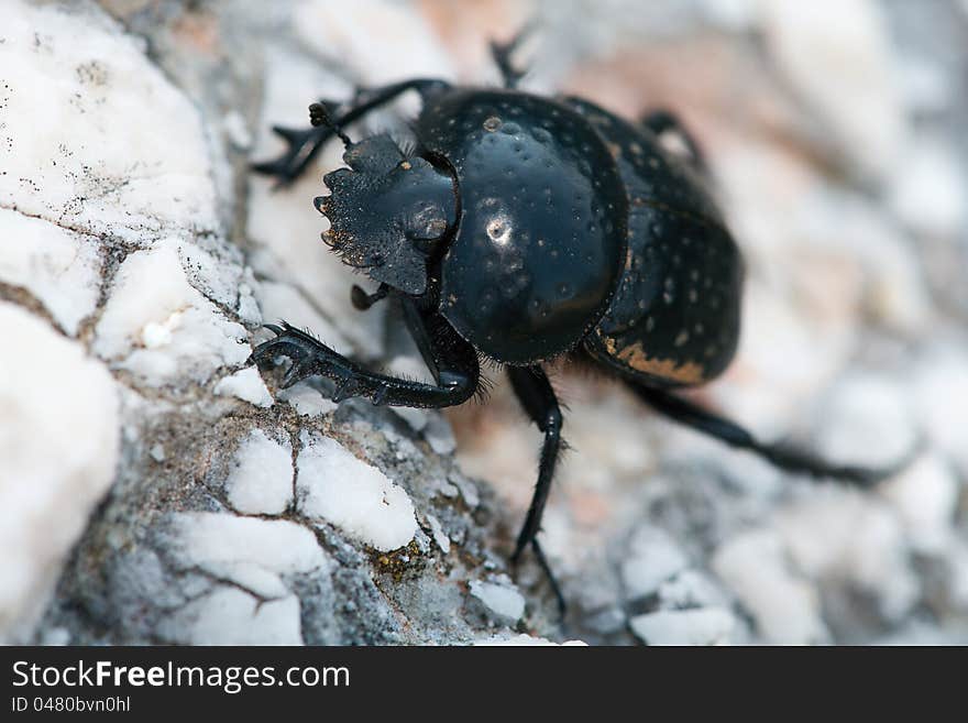 Coprophagous beetle