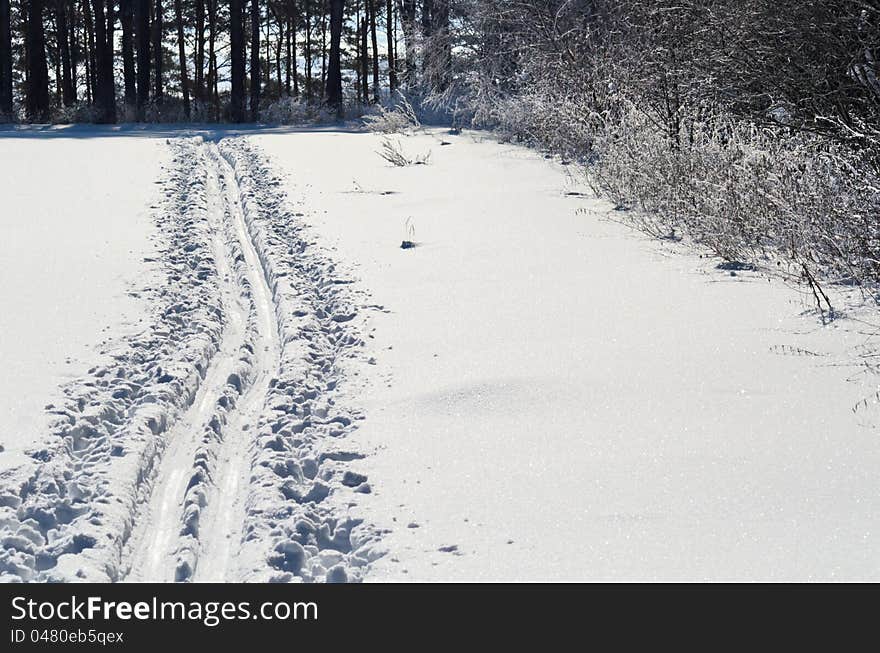 Ski road near the forest border. Ski road near the forest border