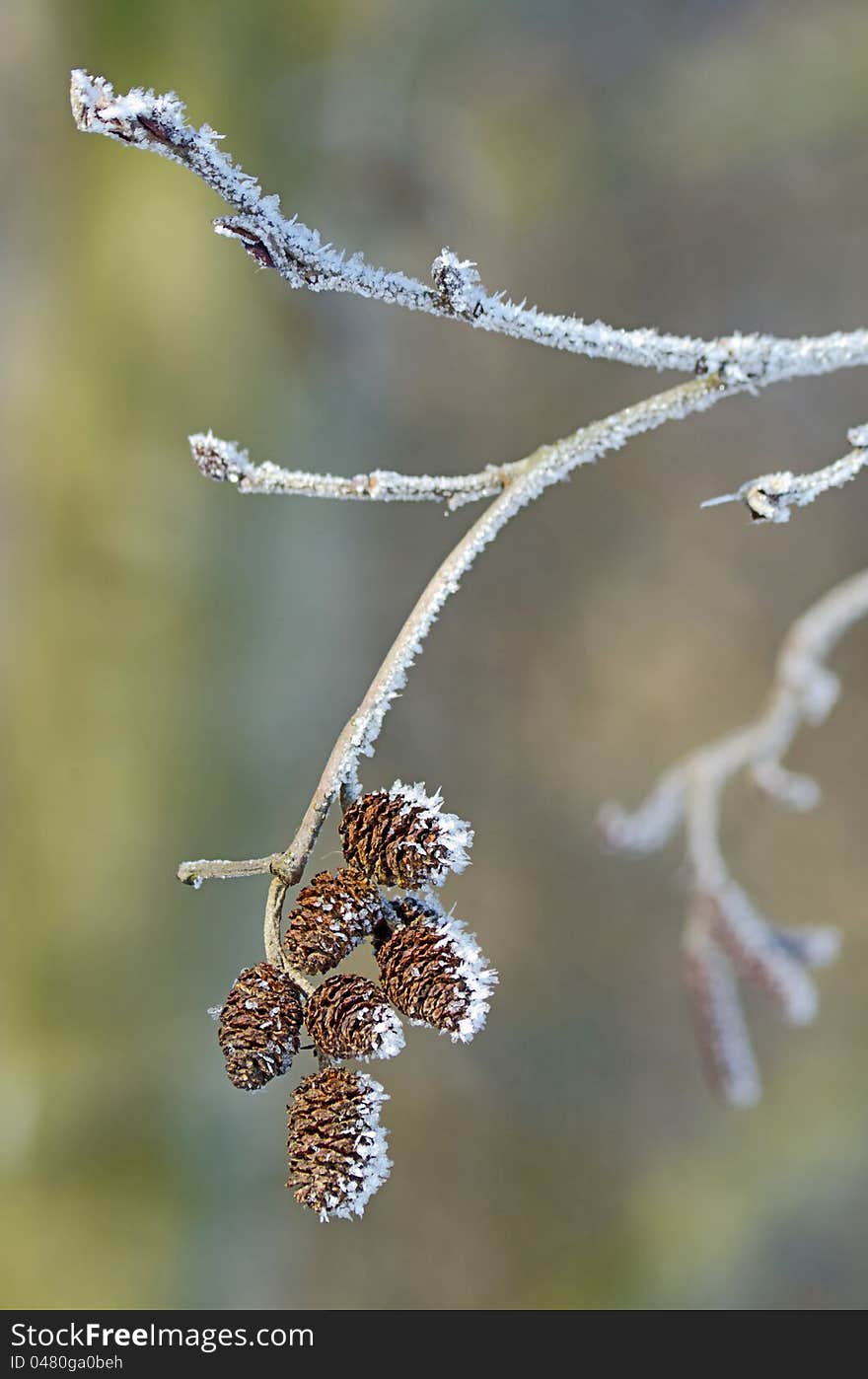 Branch of alder cones