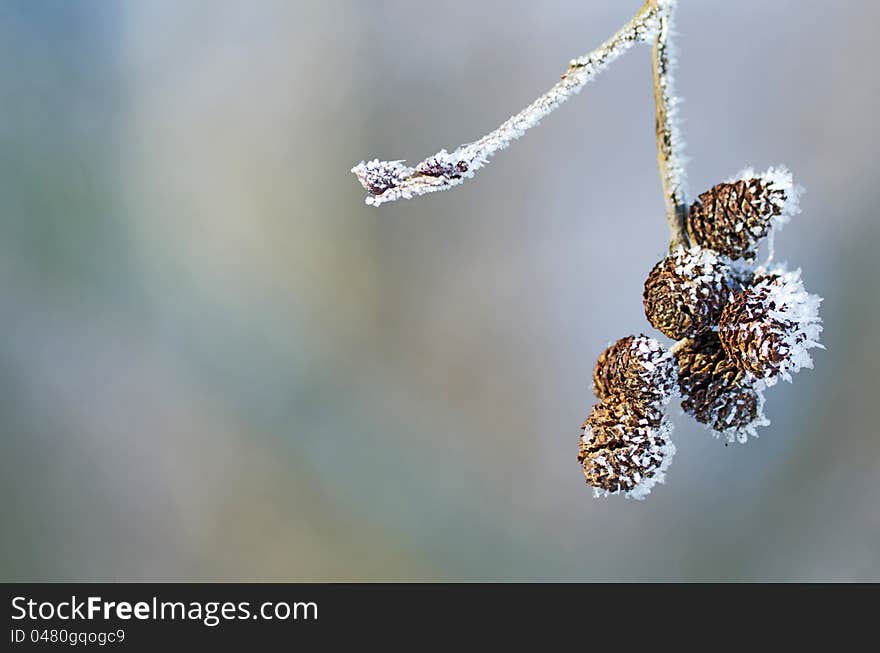 Branch of alder cones