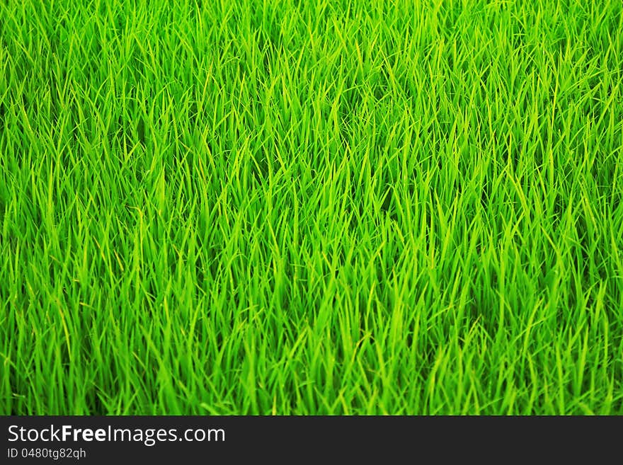 Rice tree the jasmine the green. Rice tree the jasmine the green