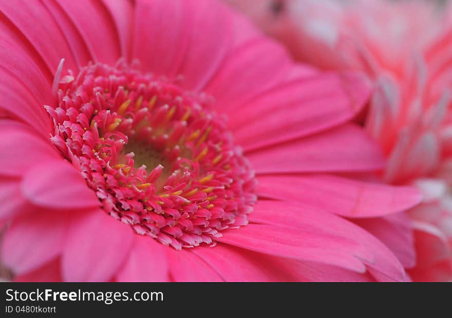 Close up shot of a pretty pink gerbera flower