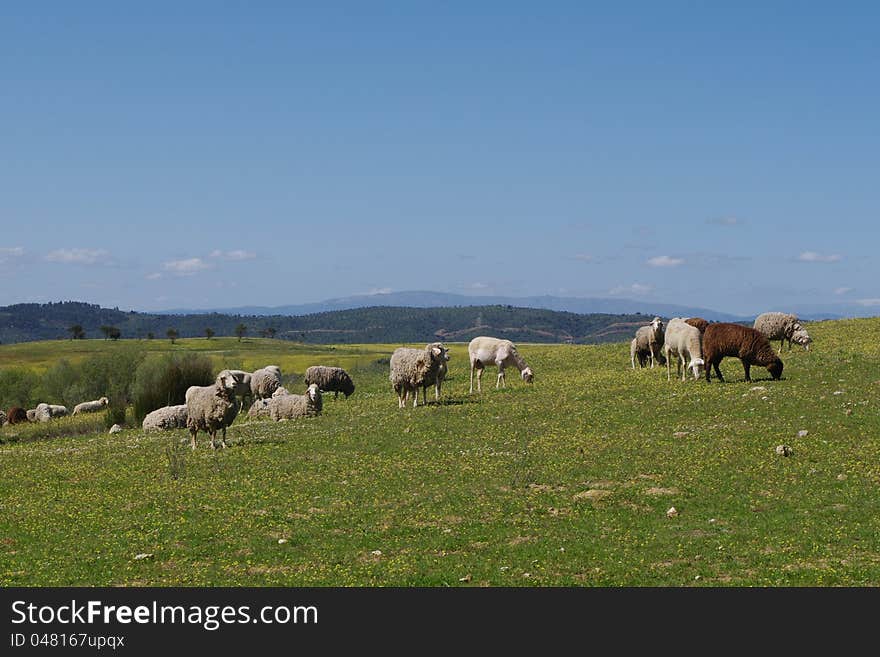 Flock of sheep