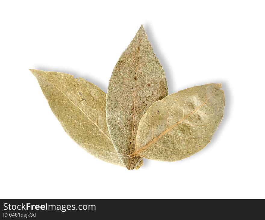 Three Bay Leaves