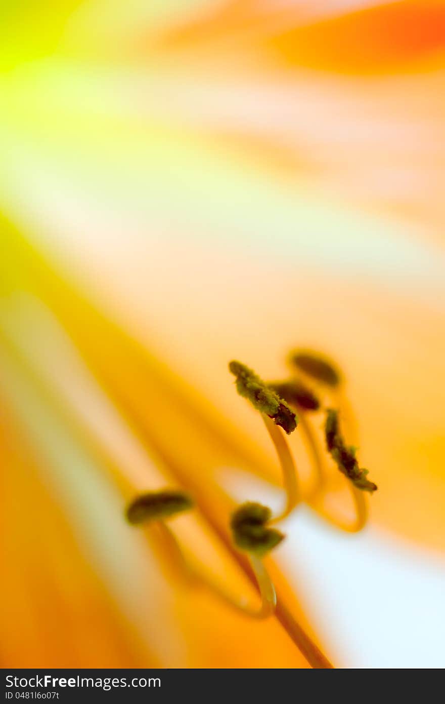 Beautiful Bright Orange Petals