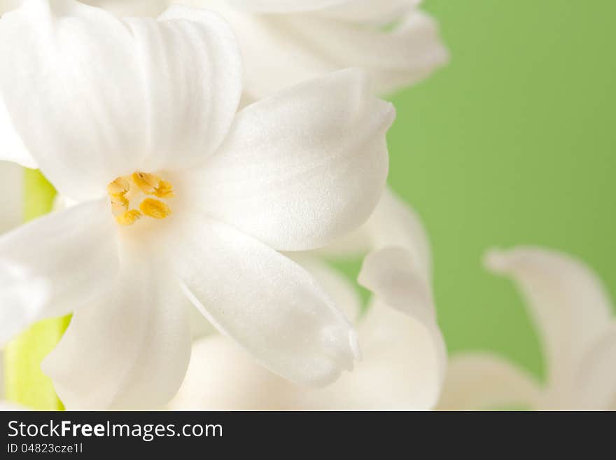 Closeup of a beautiful white hyacinth flower from a flowering spring bulb