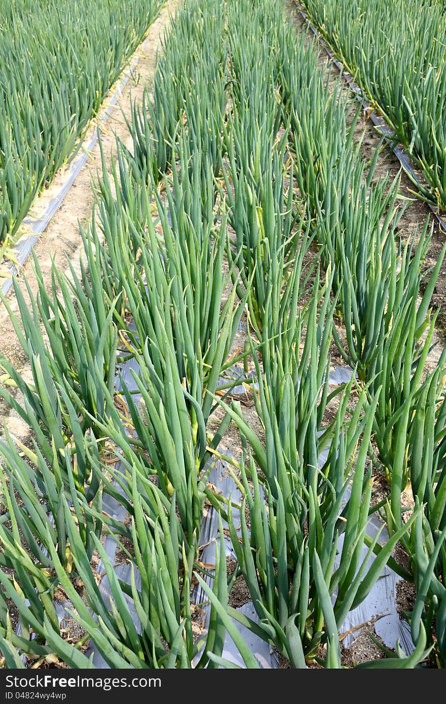 Fresh onions growing in the farmland. Fresh onions growing in the farmland