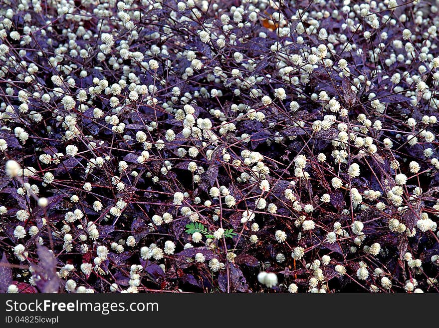 Globe white amaranth flower in the Park Naiton country of Thialand