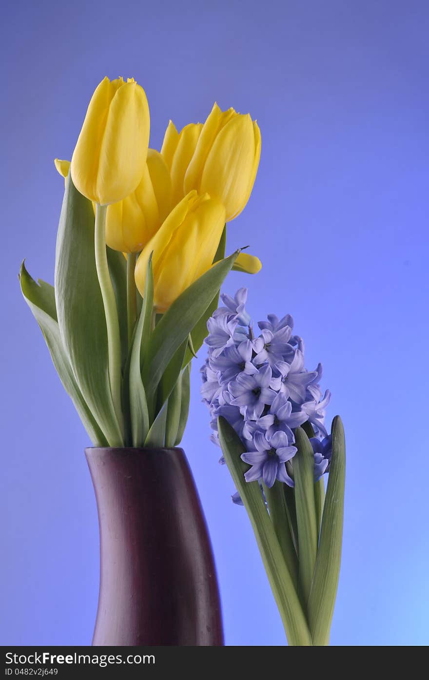 Spring tulips,  hiacinth over blue background. Spring tulips,  hiacinth over blue background