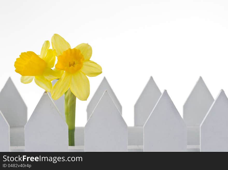 Spring daffodil  behind the fence over white