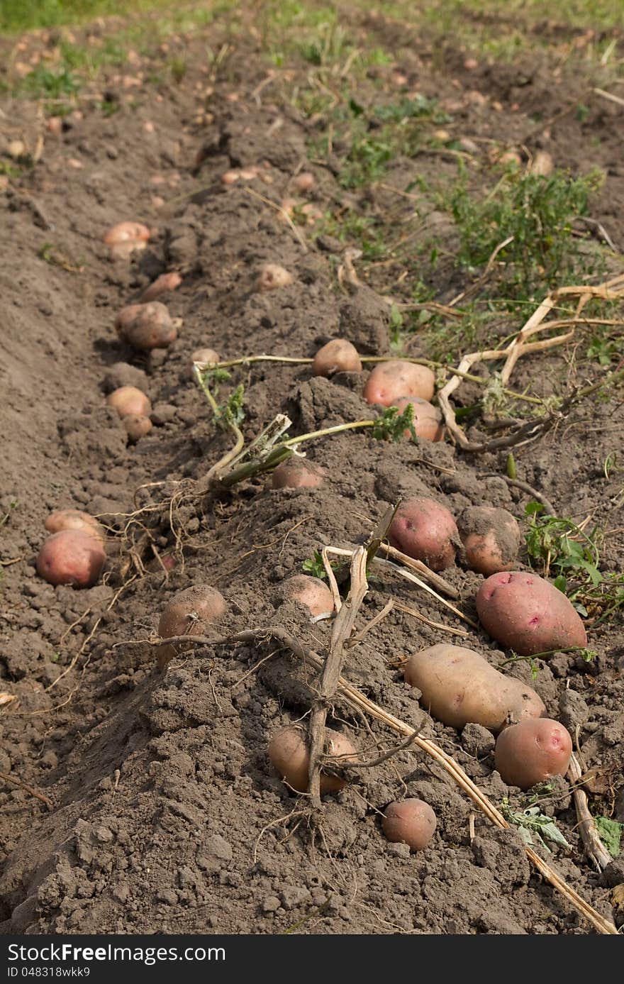 Potatoes harvesting in a field .