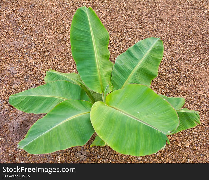 On top of a small banana tree near the ground. On top of a small banana tree near the ground.