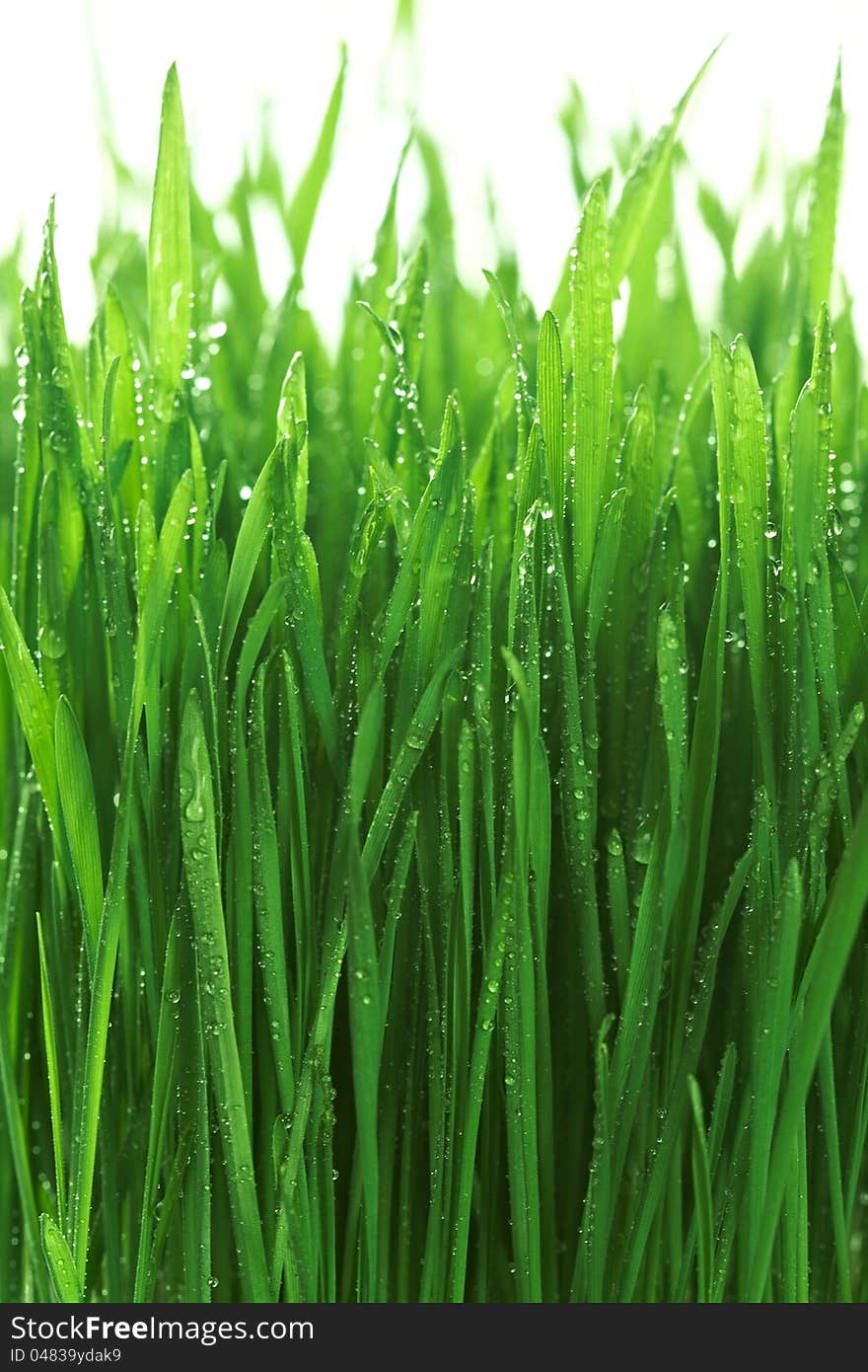 Fresh morning dew on spring green grass. Fresh morning dew on spring green grass