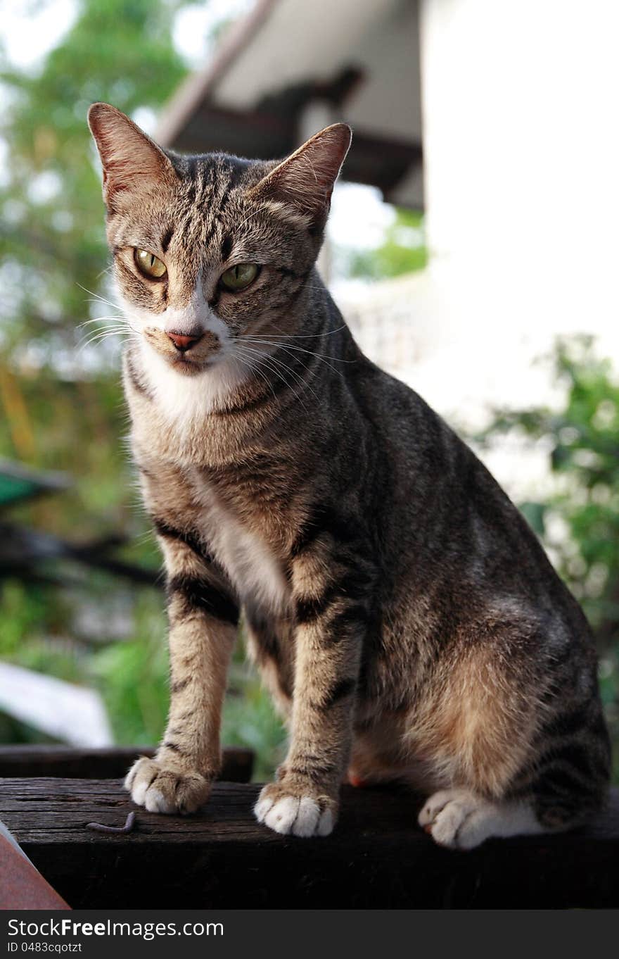 Brown cat stand on the wood