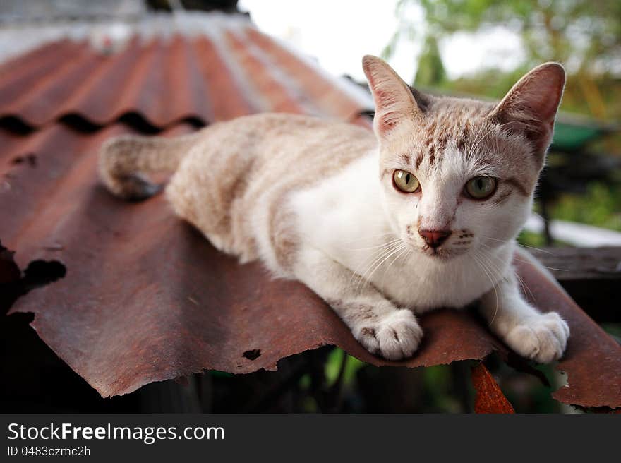 Baby cats on the roof