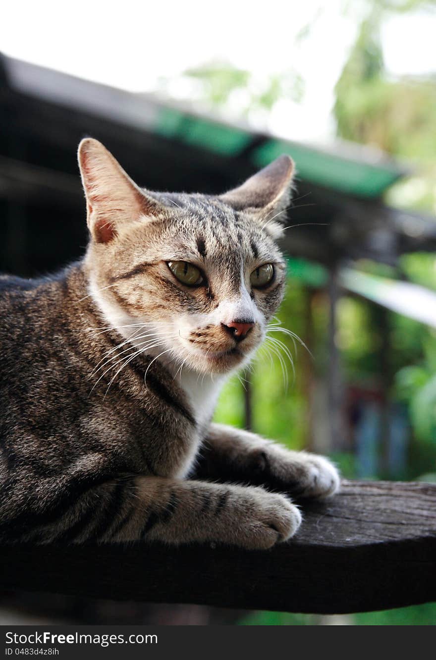 Brown cat on the wood