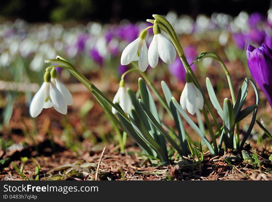 Blossoming Crocuses And Snowdrops