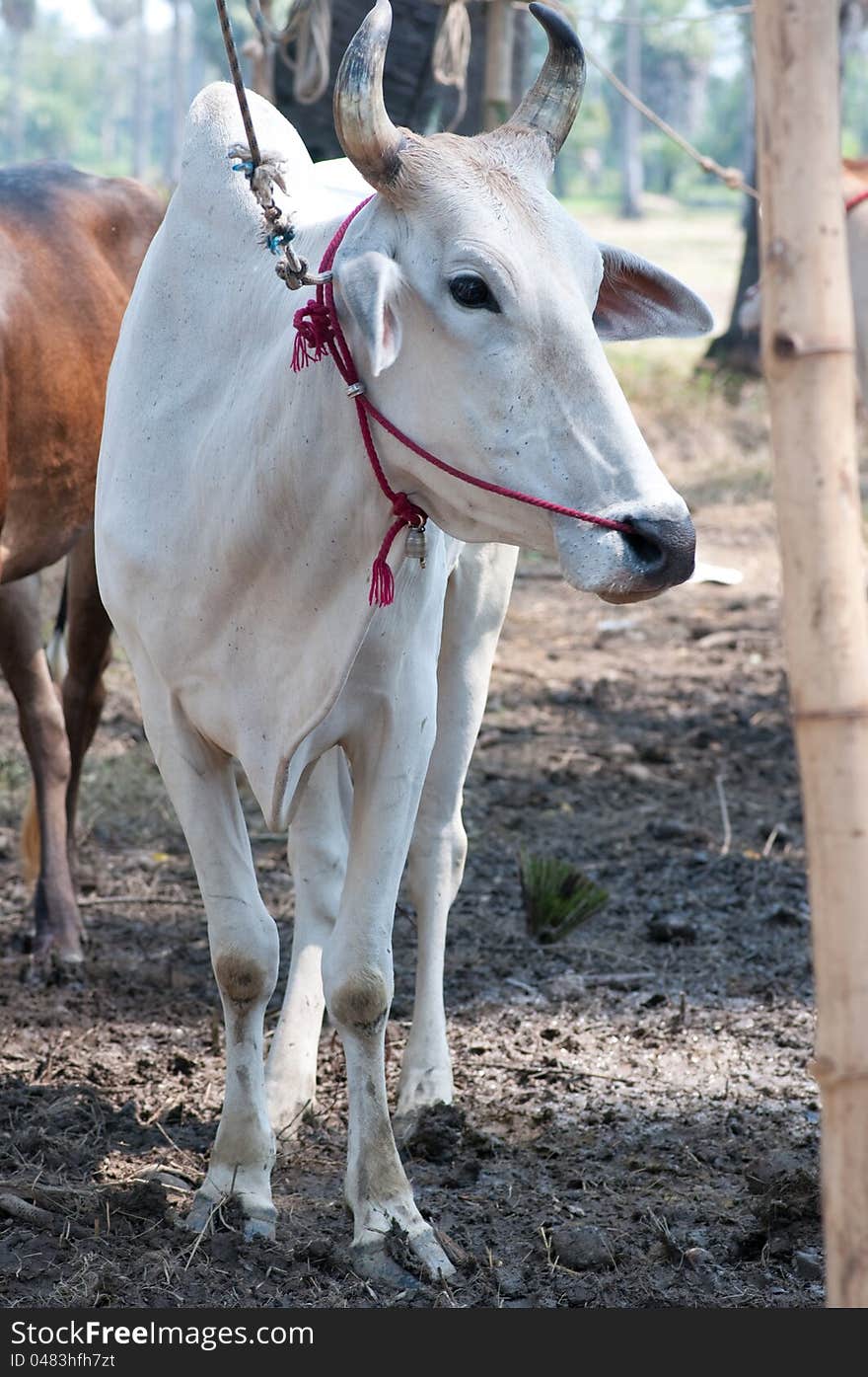 Thai cow is standing in the farm