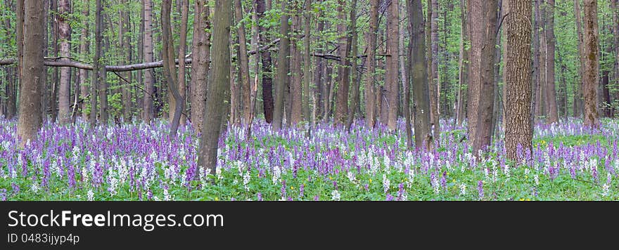 The first spring flowers in wood