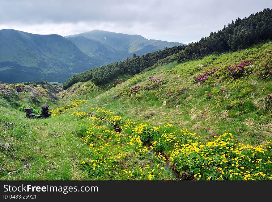 Spring landscape in mountains with Flower and the sky with cloud. Spring landscape in mountains with Flower and the sky with cloud